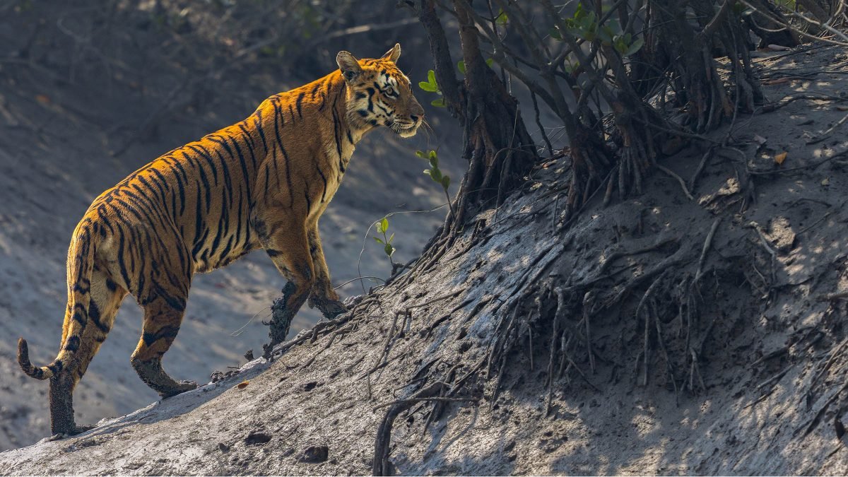 Signature-Photography-Safaris-Card